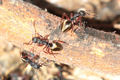 Dolichoderus doriae