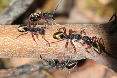 Dolichoderus doriae