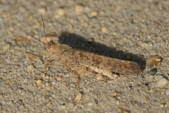 Trimerotropini