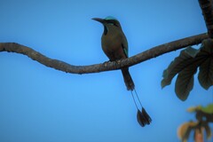 Eumomota superciliosa