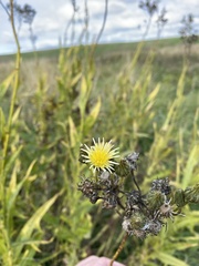 Sonchus palustris