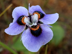 Moraea villosa