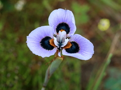 Moraea villosa