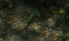 Thalassoma pavo