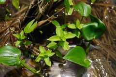 Limnophila aromatica