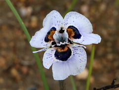 Moraea villosa
