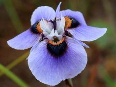Moraea villosa