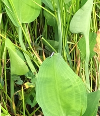 Brachydiplax chalybea