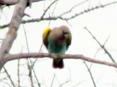 Poicephalus meyeri damarensis