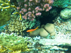 Pseudanthias squamipinnis