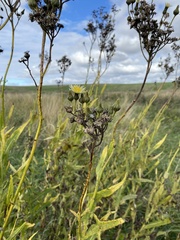 Sonchus palustris