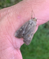 Noctuinae