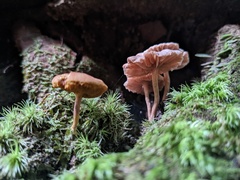 Laccaria vinaceoavellanea