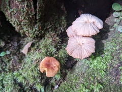 Laccaria vinaceoavellanea
