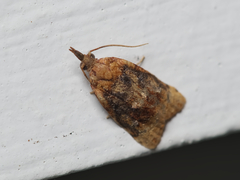 Platynota flavedana