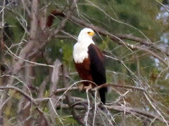 Haliaeetus vocifer
