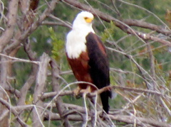 Haliaeetus vocifer