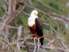 Haliaeetus vocifer