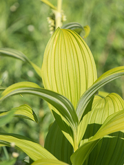 Veratrum viride eschscholtzianum
