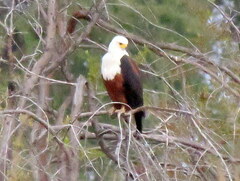 Haliaeetus vocifer