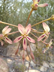 Pelargonium anethifolium
