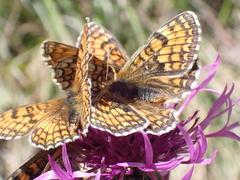 Melitaea