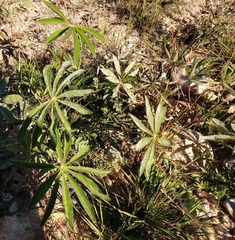 Lupinus polyphyllus