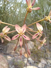 Pelargonium anethifolium