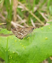 Taractrocera maevius