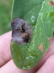 Reduviidae