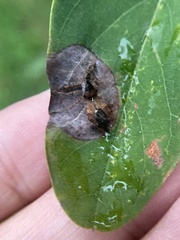 Reduviidae