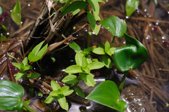 Limnophila aromatica