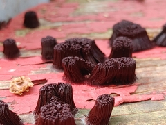Stemonitis