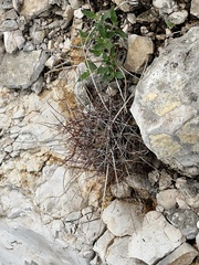 Hamatocactus hamatacanthus hamatacanthus