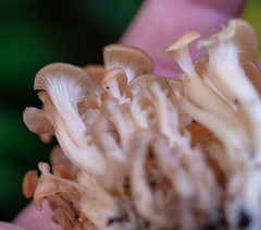 Agaricomycetes