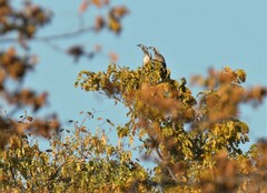 Lophoceros nasutus