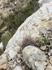 Hamatocactus hamatacanthus hamatacanthus