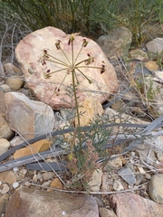 Pelargonium anethifolium