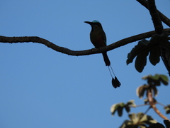 Eumomota superciliosa