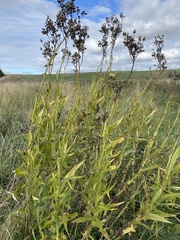 Sonchus palustris