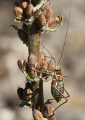 Parasteropleurus perezii