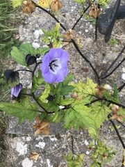 Nicandra physalodes