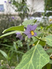 Solanum melongena