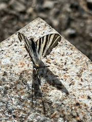 Iphiclides feisthamelii