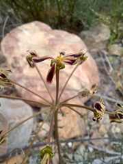 Pelargonium anethifolium