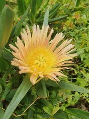 Carpobrotus edulis