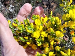 Aspalathus laricifolia