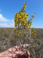Aspalathus laricifolia