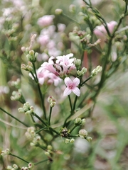 Asperula cynanchica