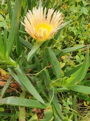 Carpobrotus edulis